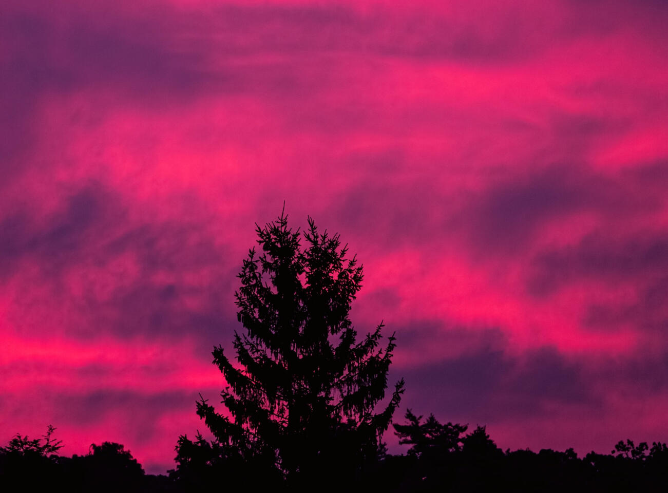 Red sky tree landscape